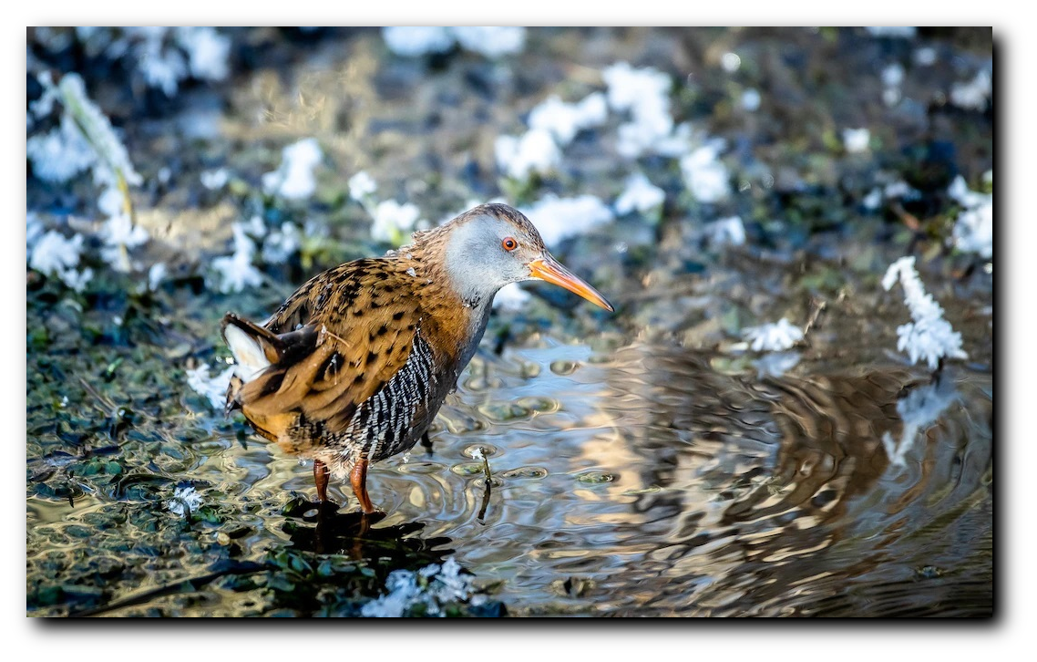 Primary Source For Birding And Small Critter Supplies